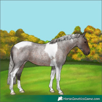 Horse Color:Silver Brown Roan Tobiano Rabicano 