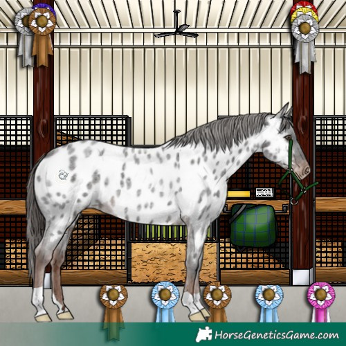 Horse Color:Liver Red Roan Appaloosa 