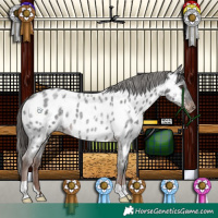Horse Color:Liver Red Roan Appaloosa