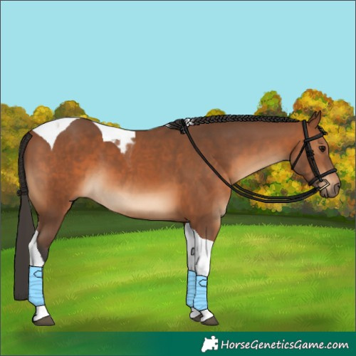 Horse Color:Bay Tobiano 