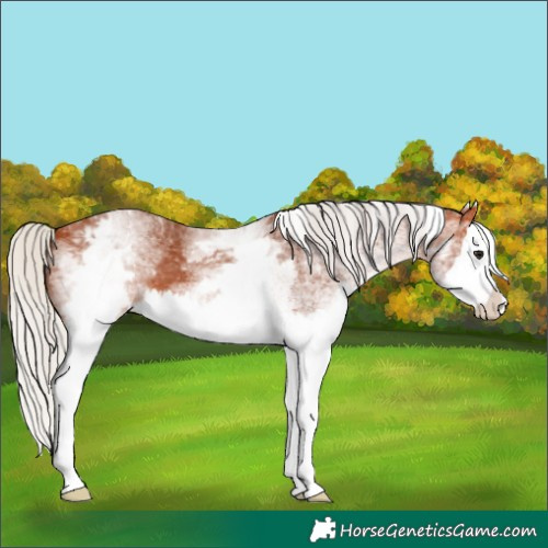 Horse Color:White Spotted Silver Bay Splash