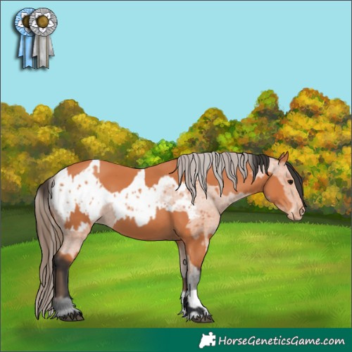 Horse Color:Bay and Bay Blanket