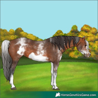 Horse Color:White Spotted Bay Frame 