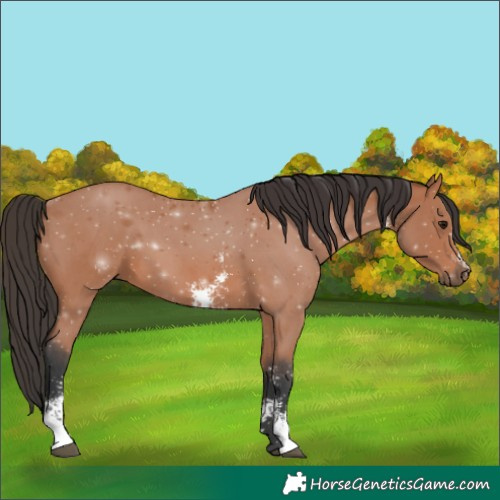 Horse Color:Bay Sabino 