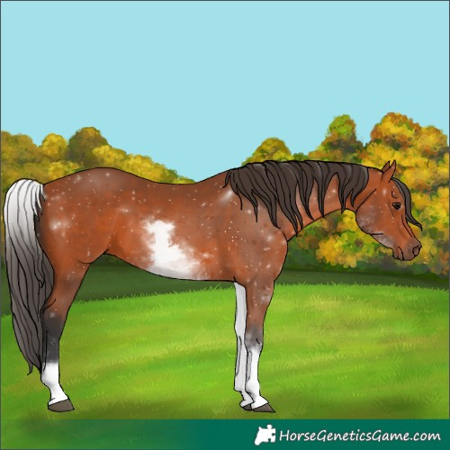 Horse Color:White Spotted Bay Rabicano 