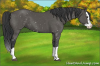 Horse Color:Black Splash