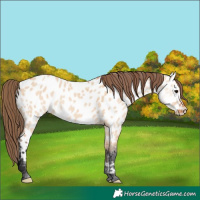 Horse Color:Bay Dun Appaloosa 