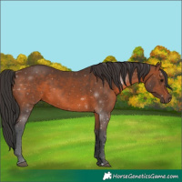 Horse Color:Brown 