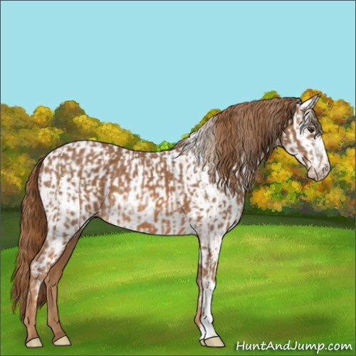 Horse Color:Chestnut  and Chestnut Appaloosa 