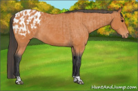 Horse Color:Bay  and Bay Appaloosa 