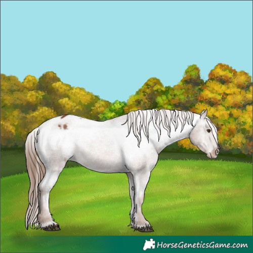 Horse Color:Chestnut Appaloosa 