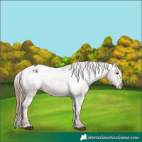 Horse Color:Chestnut Appaloosa 