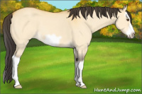 Horse Color:Buckskin Dun Splash Frame 