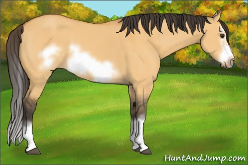 Horse Color:Buckskin Dun Sabino Splash Frame Rabicano 