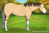 Horse Color:Buckskin Dun Splash 