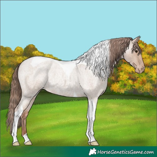 Horse Color:Classic Champagne Roan Tobiano Varnish 