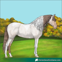 Horse Color:Classic Champagne Roan Tobiano Varnish 