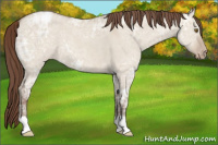 Horse Color:Classic Champagne Ice Dun Appaloosa 