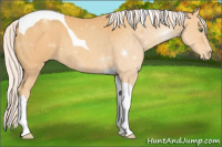 Horse Color:Silver Sable Cream Champagne Tobiano Appaloosa 