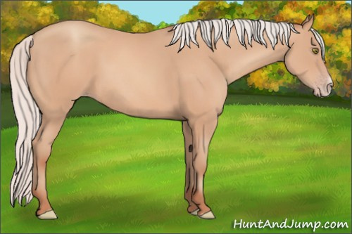 Horse Color:Silver Amber Champagne Frame 