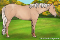 Horse Color:Silver Amber Champagne Frame 