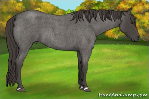 Horse Color:Smoky Blue Roan