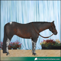 Horse Color:Brown Tobiano 