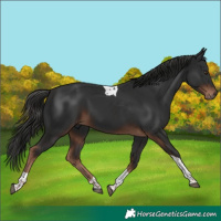 Horse Color:Liver Chestnut Tobiano 