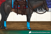 Horse Color:Brown Tobiano 