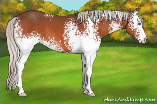 Horse Color:White Spotted Silver Brown 