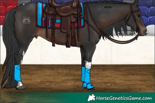 Horse Color:Brown Tobiano 