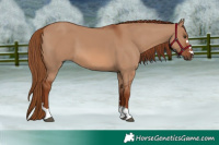 Horse Color:Red Dun 