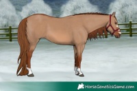 Horse Color:Red Dun 