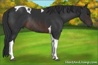 Horse Color:Brown Tobiano Rabicano
