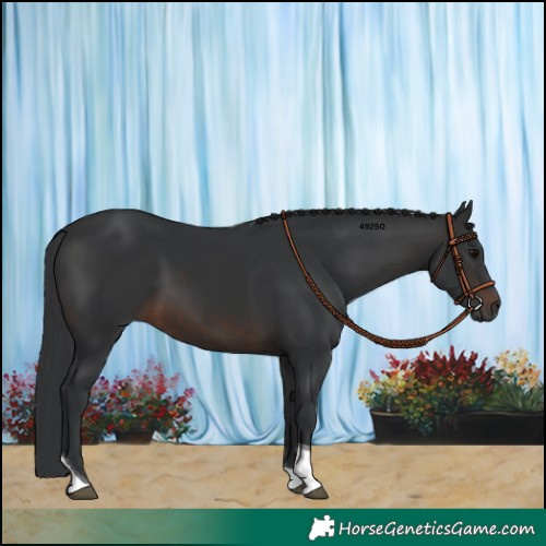 Horse Color:Brown Tobiano