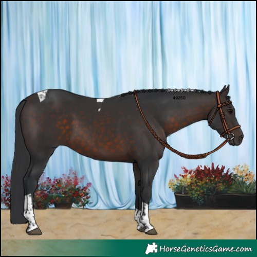 Horse Color:Brown Tobiano Rabicano 