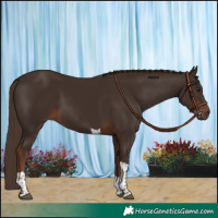 Horse Color:Liver Chestnut Tobiano Rabicano 