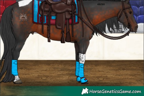 Horse Color:Brown Tobiano Rabicano 