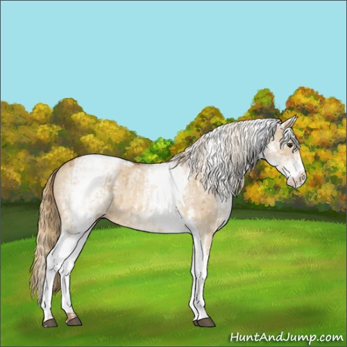 Horse Color:White Spotted Red Dun Rabicano  and White Spotted Red Dun Tobiano Rabicano 