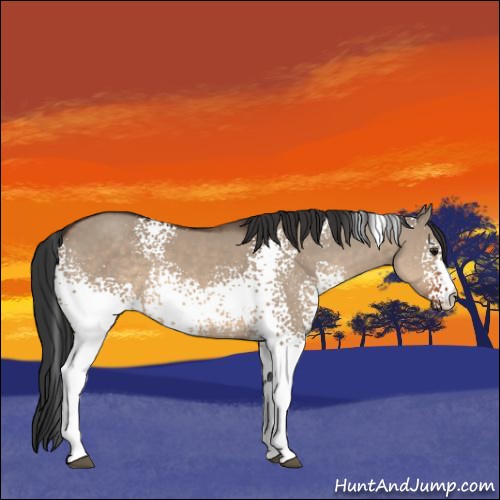 Horse Color:White Spotted Brown Dun 