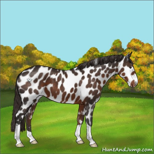 Horse Color:Liver Chestnut Appaloosa 
