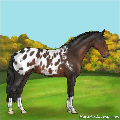Horse Color:Liver Chestnut Near Leopard 