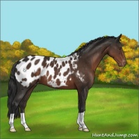 Horse Color:Liver Chestnut Near Leopard