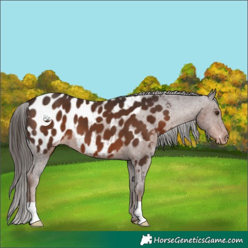 Horse Color:Liver Chestnut Near Leopard