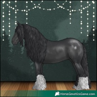 Horse Color:Black 
