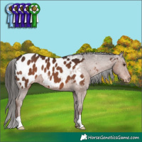 Horse Color:Liver Chestnut Appaloosa 