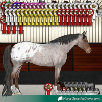Horse Color:Liver Red Roan Appaloosa 