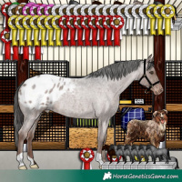 Horse Color:Liver Red Roan Appaloosa