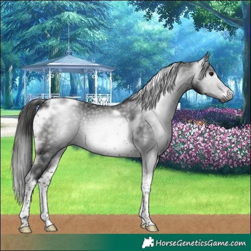 Horse Color:Gray Brown Tobiano Frame Rabicano