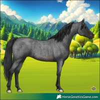Horse Color:Brown Roan 
